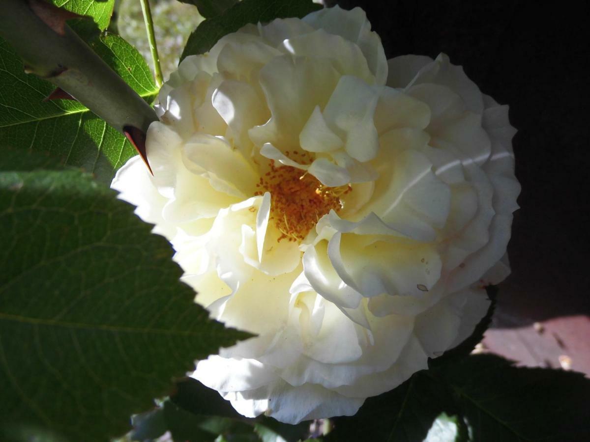 Schlossparkferienwohnungen Rheinsberg Mit Garten المظهر الخارجي الصورة